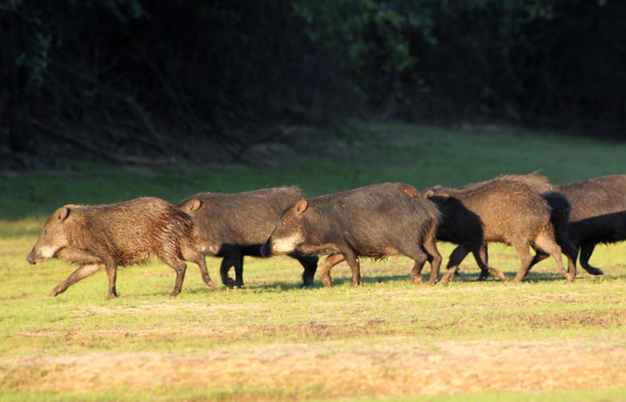 开云体育中国官网-貒猪